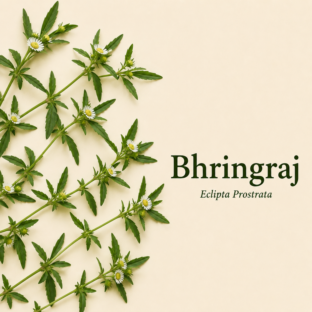 Bhringraj Powder for Hair Growth | Ideal for Hair, Face and Skin |  False Daisy Powder 100 Gms Each Combo (Pack of 2)